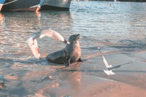 Short-term case study recommends banning of loud explosive fireworks near marine breeding sites