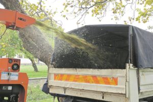 Removal of Polyphagous Shot Hole Borer beetle-infested trees has started