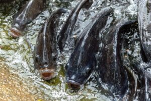 Caution against toxic fish
