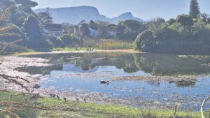 Discover Die Oog: Bergvliet’s hidden gem offers nature’s bounty and conservation efforts