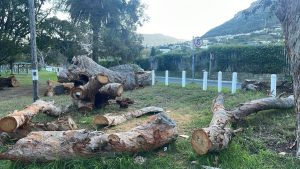Public outcry as historic gum trees are felled  despite City’s assurances