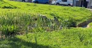 Environmental Group revives Muizenberg Park stream and wetlands