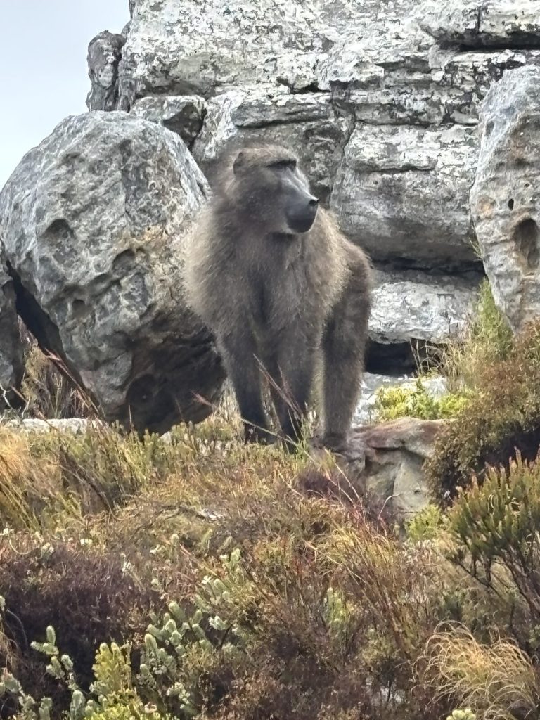 Animal