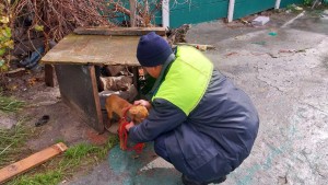 Animals suffer silently as Cape Town faces harsh winter storms