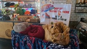 Cape Town businesses unite for Mandela Day blanket drive to help the homeless