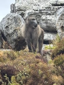 SPCA, City hunt suspects behind viral baboon slaughter video