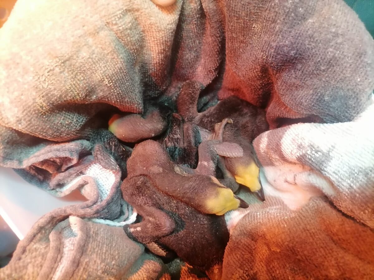 After stabilisation on site, compromised penguin chicks were brought to Sanccob’s nursery in Table View for specialised rehabilitation and recovery.