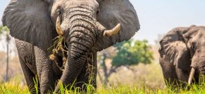 Game reserve CEO trampled to death by elephant at Mossel Bay reserve
