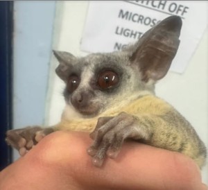 SPCA rescues ‘hitchhiking’ Bush Baby discovered in Cape Town man’s luggage after Joburg trip