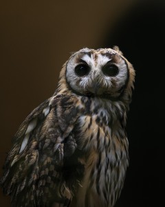 Cape Town animal welfare groups welcome owl killer’s conviction