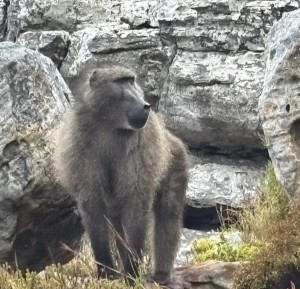 Cape Peninsula Baboon action plan approved by City of Cape Town