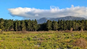 Parkscape urges safer Tokai Forest spaces after #WomensShutdown protest