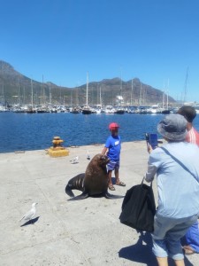 Arrests made for feeding seals at Hout Bay Harbour