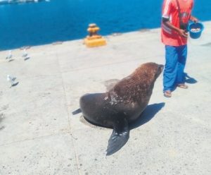 Rabies alert: SPCA warns against petting Cape Town seals