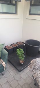 Police bust dagga cultivation operation in Capri Sunnydale