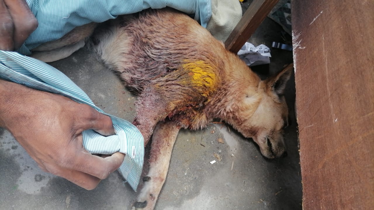 Cape of Good Hope SPCA warns that reduced call volumes don't reflect the true extent of animal suffering during festive celebrations.