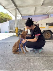 Cape Town pet owners can get discounted R60 vaccinations at Animal Rescue Organisation