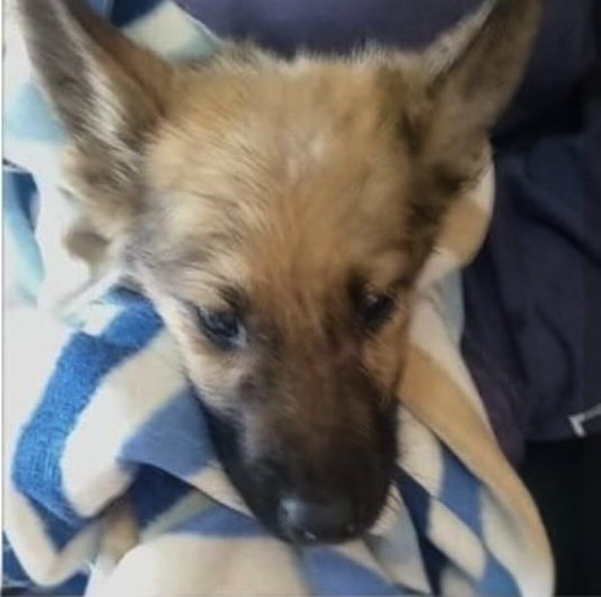 SPCA takes legal action over viral puppy mistreatment claims