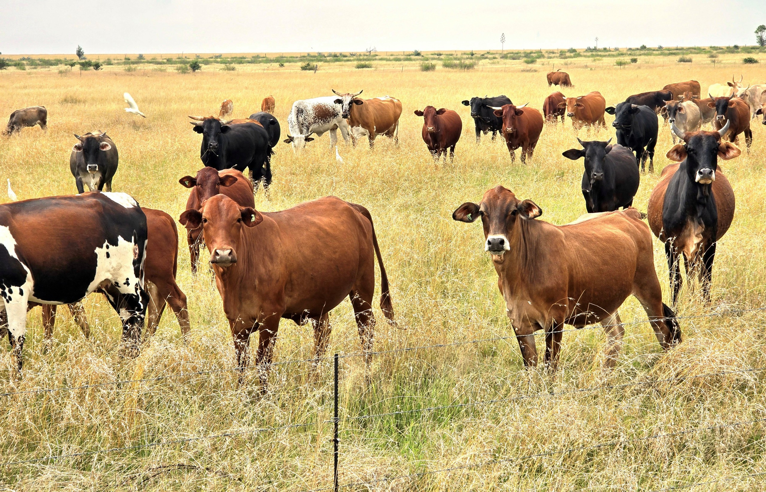 Foot-and-mouth disease