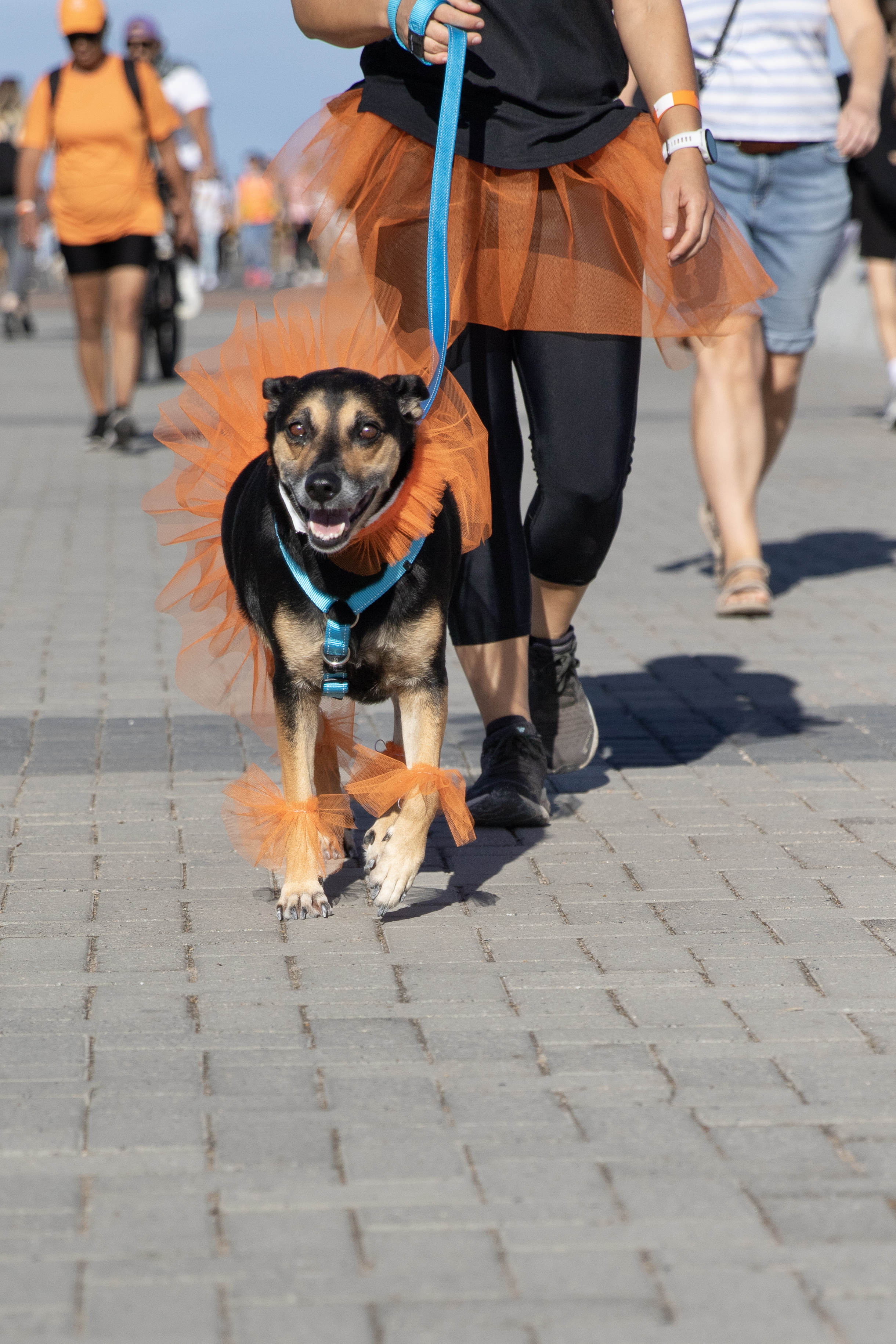 Paws on the Promenade