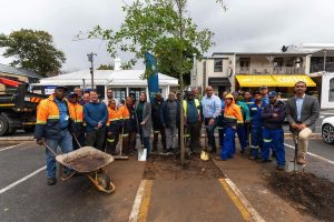 Cape Town tree removals in Ward 59 over borer infestation risk