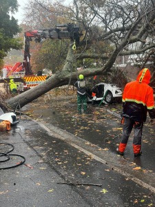 E-Hailing Passenger Dies in Wynberg After Tree Crushes Vehicle