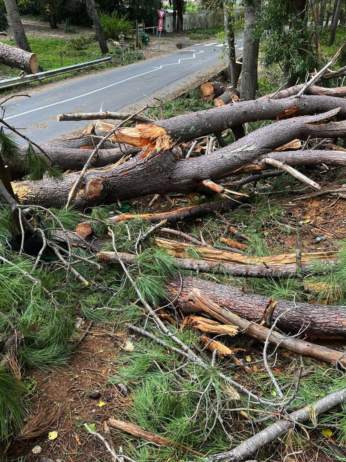 Klaasenbosch Greenbelt storm damage — fallen poplar trees blocking trails after May 2025 gale-force winds in Cape Town.