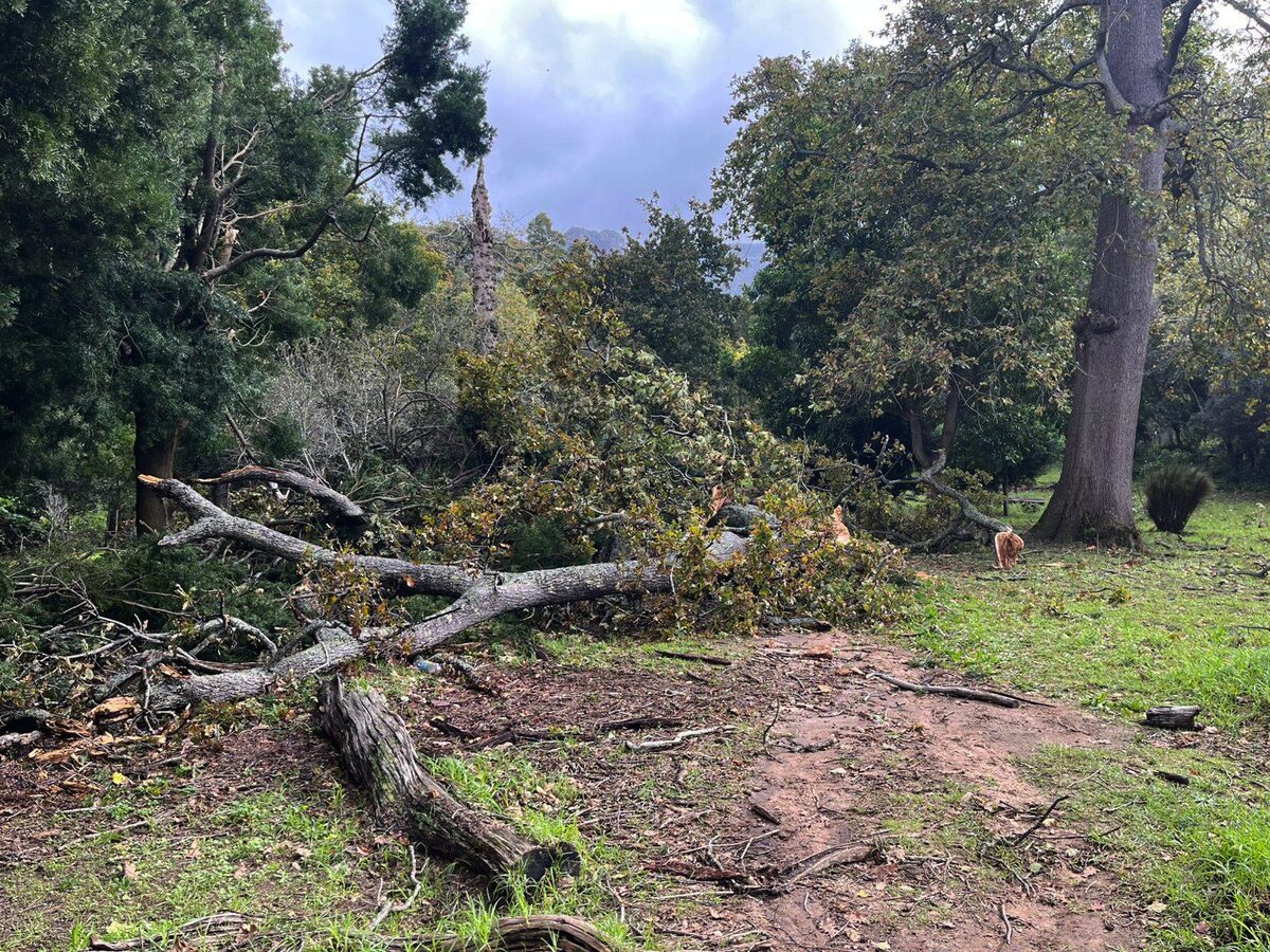 Klaasenbosch Greenbelt storm damage fallen poplar trees blocking trails after May 2025 gale-force winds in Cape Town.