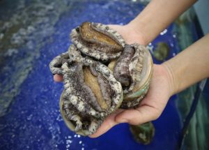 Abalone worth R900 000 seized in two operations, near Simon’s Town and Gordon’s Bay