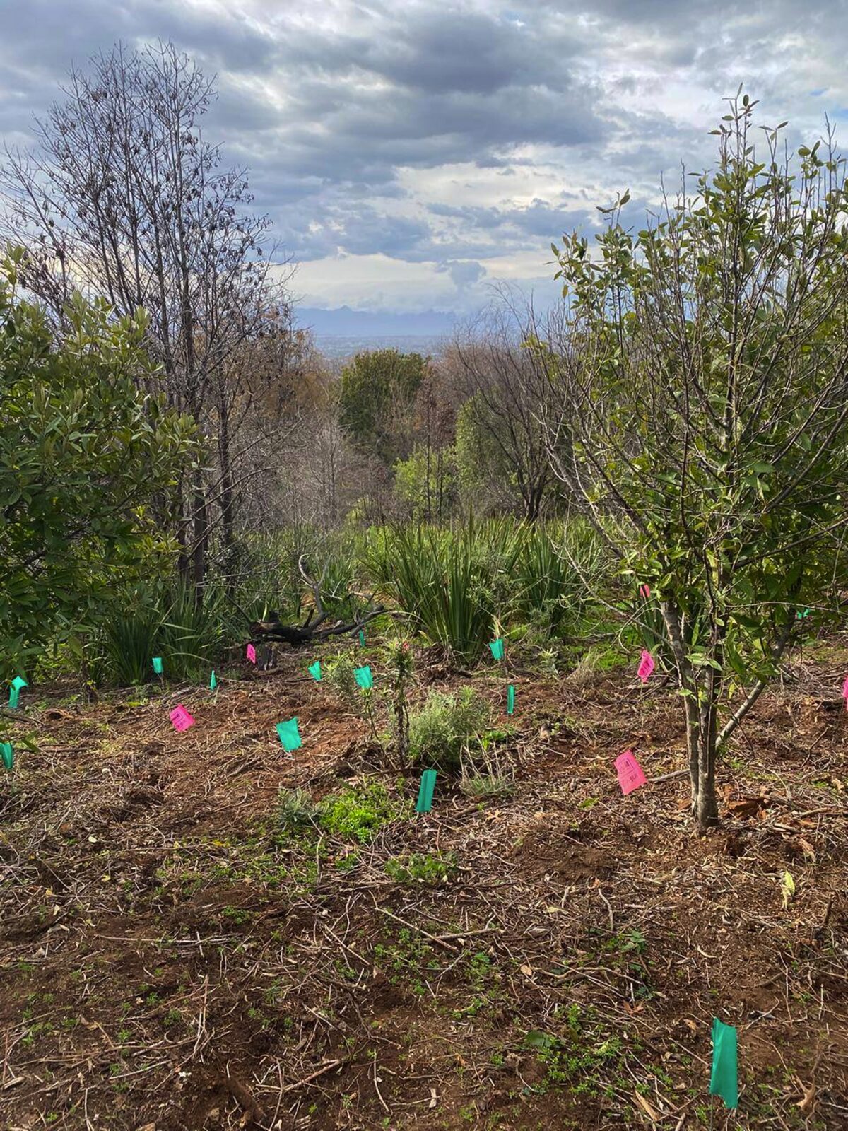 SANParks has planted more than 300 indigenous trees in Newlands Forest as part of what the organisation describes as ongoing ecological restoration efforts in Table Mountain National Park. Photo:Supplied