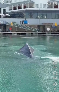 Mother and calf whale spotted inside V&A Waterfront harbour