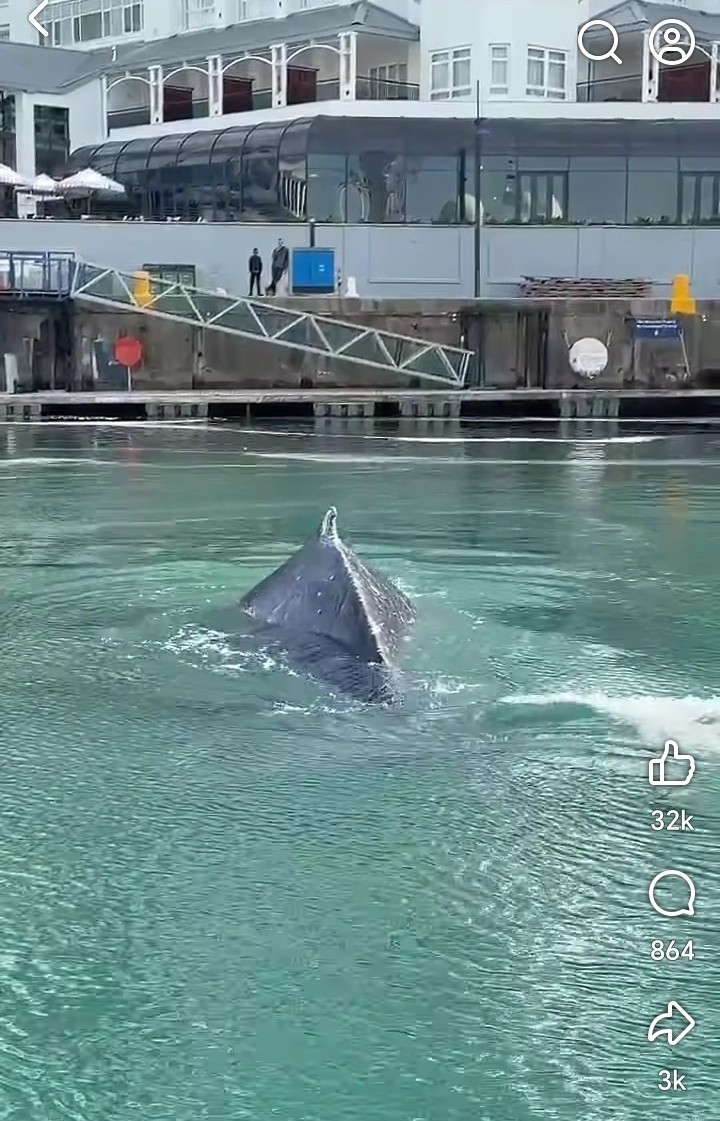 Whale in Waterfront