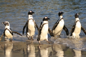 African penguin numbers rise at Boulders Penguin Colony