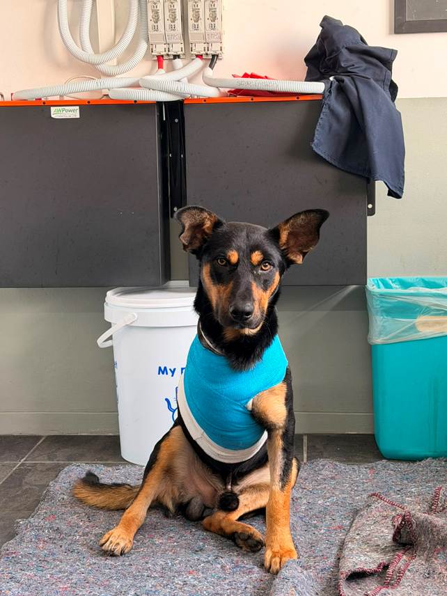 The Cape of Good Hope SPCA say they have experienced a decline in adoptions and an increase in admissions this winter. PHOTOS: SUPPLIED.