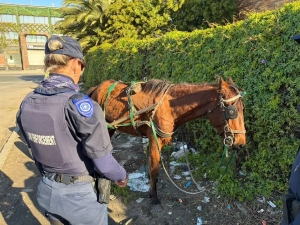 Underweight pony saved after joint SAPS and SPCA intervention