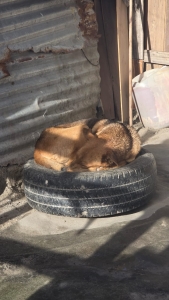 Four Paws delivers 67 kennels and 670 food parcels in Khayelitsha