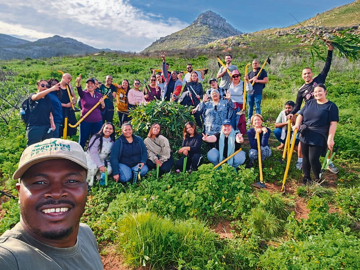 Volunteers clearing invasive Port Jackson plants in Silvermine to restore fynbos.