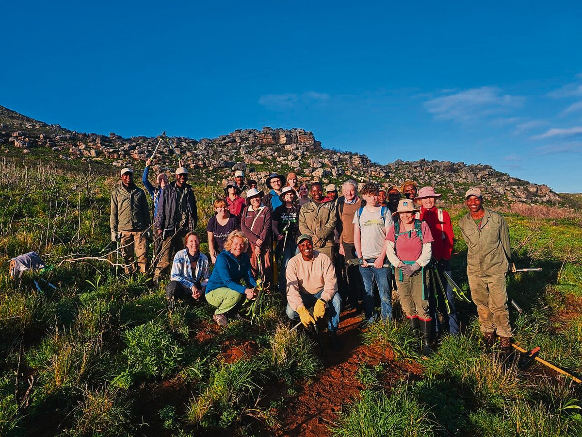 Volunteers clearing invasive Port Jackson plants in Silvermine to restore fynbos.