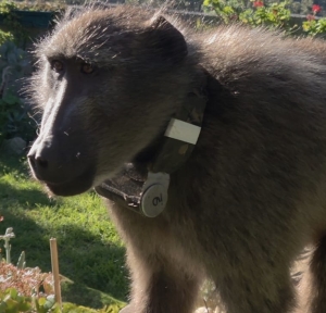 Baboon sanctuary plans face opposition from SPCA