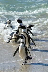 SANParks Plants 1 000 Indigenous Shrubs to Bolster African Penguin Conservation at Boulders