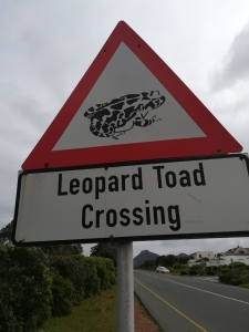 Western leopard toads on the move: Drivers urged to slow down