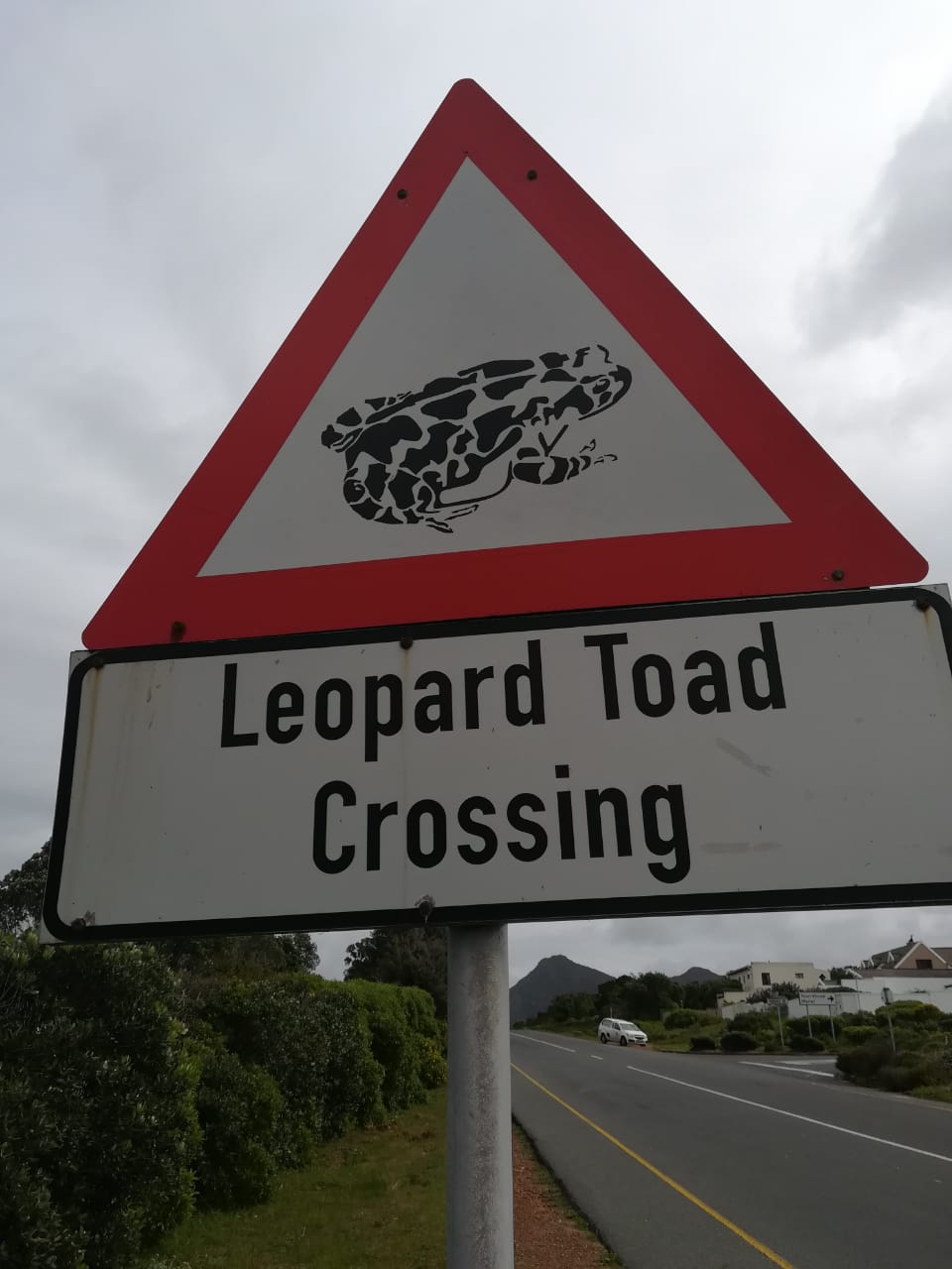 Western leopard toads on the move: Drivers urged to slow down