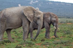 Free access to selected SanParks’ protected areas for a week