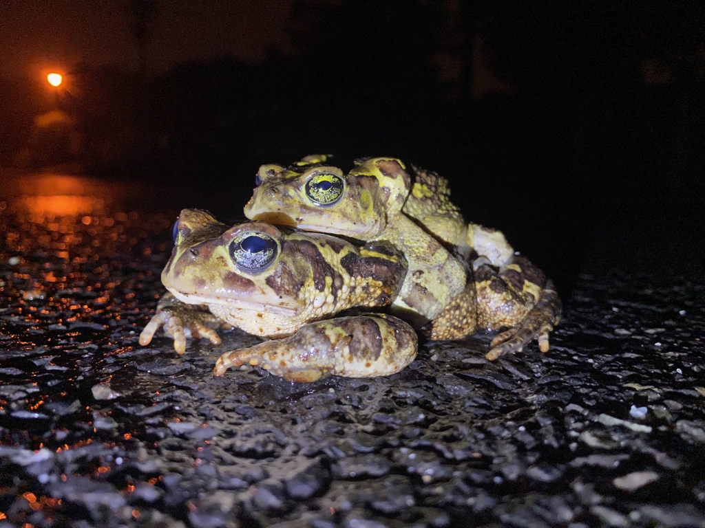 Western leopard toad migration