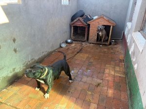 City calls for public comment on proposed animal keeping bylaw amendments