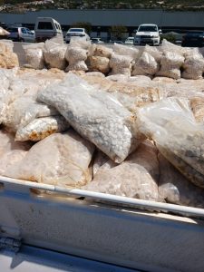 Hawks net massive R10 m Mandrax haul in Hout Bay operation