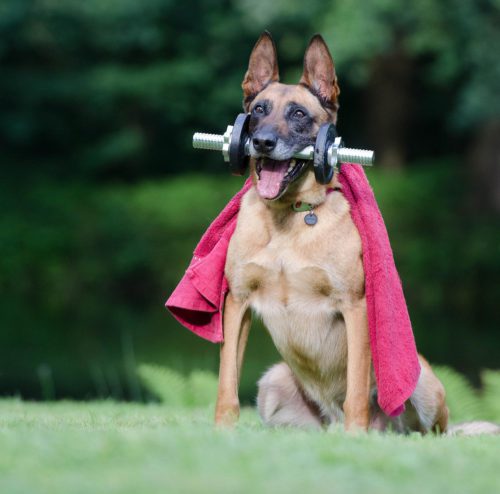 Hond-oefen