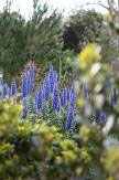 laventel tuin