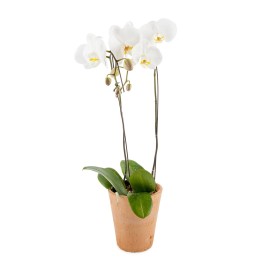 Flowering-Orchid-6001009026477 (1)
