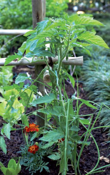 Plantmaats